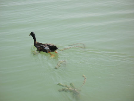 臭氧发生器水处理
